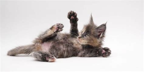 Mountain Maine Coons - Home