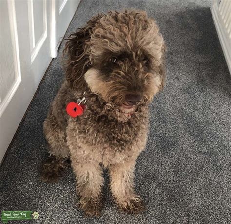 Image result for Chocolate Cockapoo