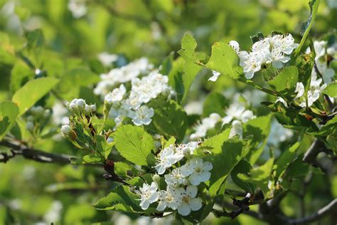 Are you interested in herbalism? — Herbalist Mentor