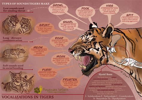Communication in Tigers: Understanding Tiger Sounds a Behavior