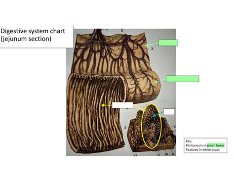 Image result for Intestinal Jejunum