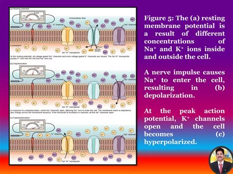 Image result for Muscle Cell Resting Membrane Potential