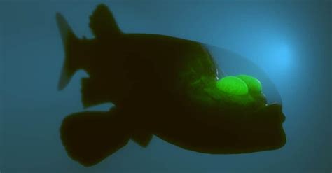 Image result for Terrifying Deep Sea Fish