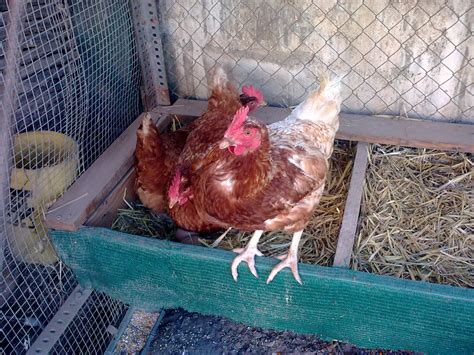 Image result for Gallinas Tutorial