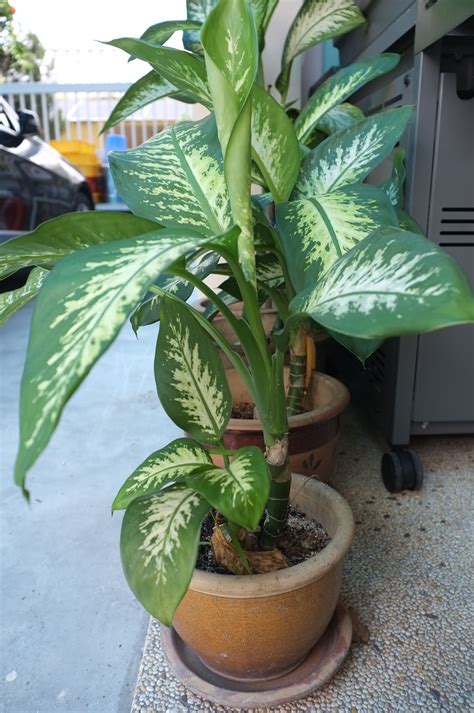 Common House Plants Names - Plant Ideas