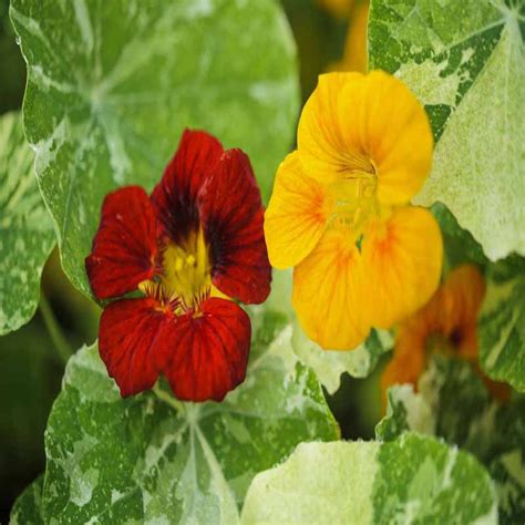 Nasturtium Alaska-Flower Seeds– Exotic Flora