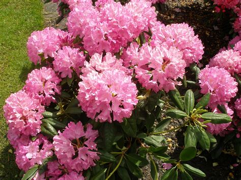 Rododendras 'Roseum Elegans' (Rhododendron)