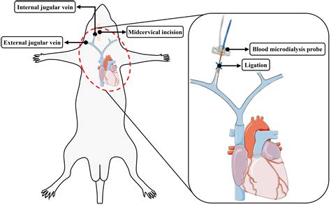 Jugular Vein Catheter Rat at Manuel Cade blog