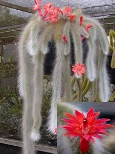 NooElec Seeds India All Seasons Stunning Monkey Tail Cactus Seed Price ...
