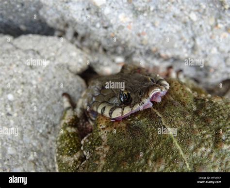 Image result for Toad Eating
