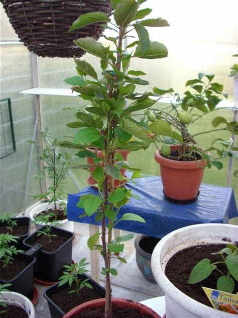 - der ohne Hanf Thread - - Pflanzen und Pilze aller Art - The-Greenleaf ...