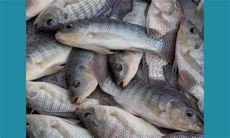 Tilapia Fish in Tamil Name-அதிகசுவைுயும், அற்புத ஊட்டச்சத்துள்ள ஜிலேபி ...