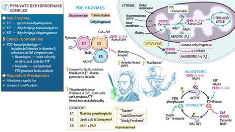 Image result for Pyruvate Dehydrogenase Complex Deficiency
