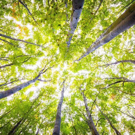 Kein Zaubermittel, aber wirksam und nahezu frei von Nebenwirkungen ...