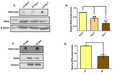 Mitofusin-2 Negatively Regulates Melanogenesis by Modulating ...