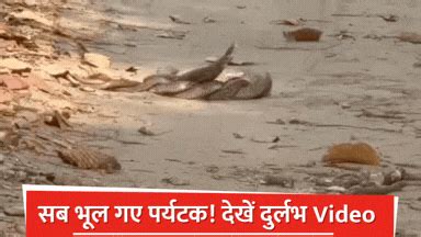 सब भूल गए पर्यटक! जब पीलीभीत टाइगर रिजर्व की सड़क पर शुरू हुआ 'नाग ...