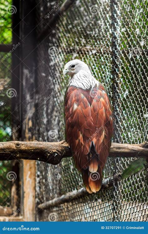 Brown hawk white head stock image. Image of carnivore - 32707291