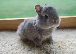Image result for Cute Baby Bunnies Wallpaper