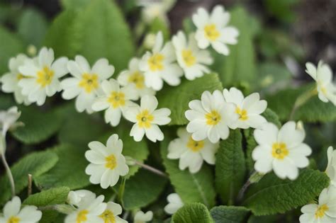 11 Queen Of The Night Flower Facts - Facts.net