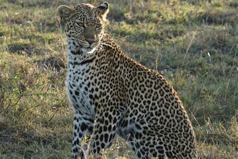 KENT SPECIALISTS SAFARIS (2026) All You Need to Know BEFORE You Go ...