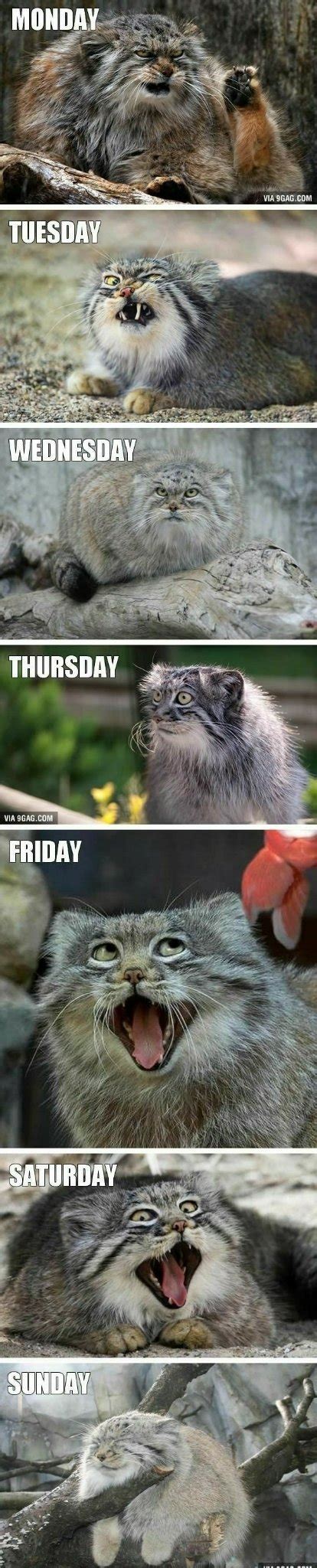 Image result for Week Week Meme