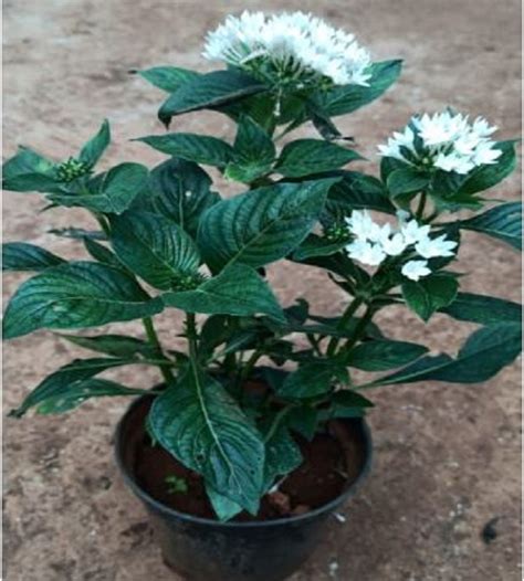 Pentas White Plant - Pentas Lanceolata | TheGreenyard.in