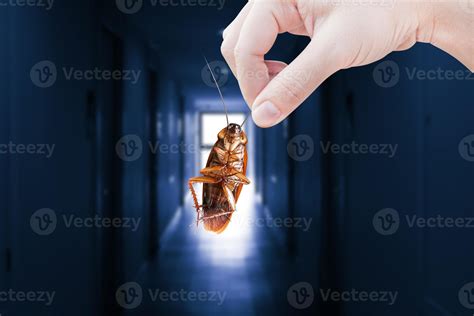 Inside a Cockroach 的图像结果