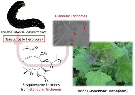 Plants | Special Issue : Plant Allelopathy and Allelochemicals