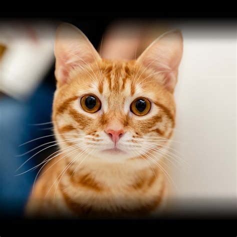 HAPPY CAT MONTH -September 2023 - National Today