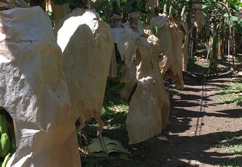 Smurfit Kappa launches sustainable new alternative for banana producers ...