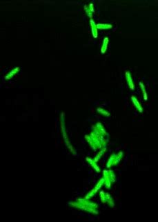 Products | Fluoresight Bioprobe