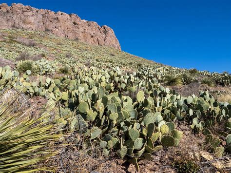 Rockhound State Park, New Mexico — Roaming Thru America