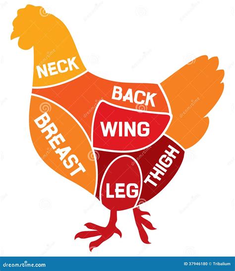 Chicken Cuts Diagram Stock Photo - Image: 37946180