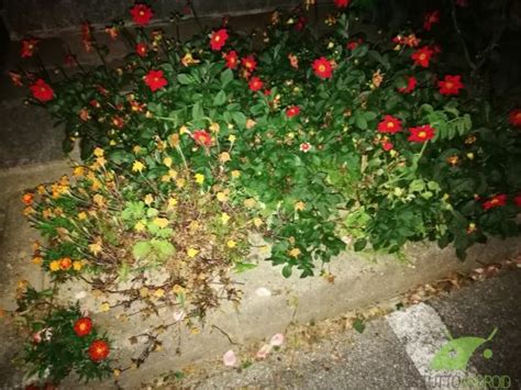 Honor 8 vs OnePlus 3 vs Huawei P9: il nostro confronto