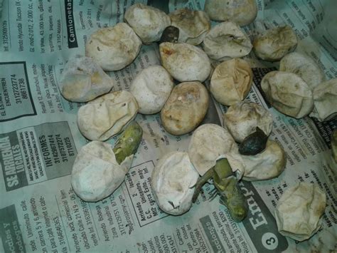 Nacen iguanas de huevos decomisados - TSM Noticias