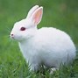 Image result for Bunny Background
