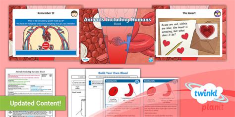 Blood | The Circulatory System Teaching Resources | Year 6 Science