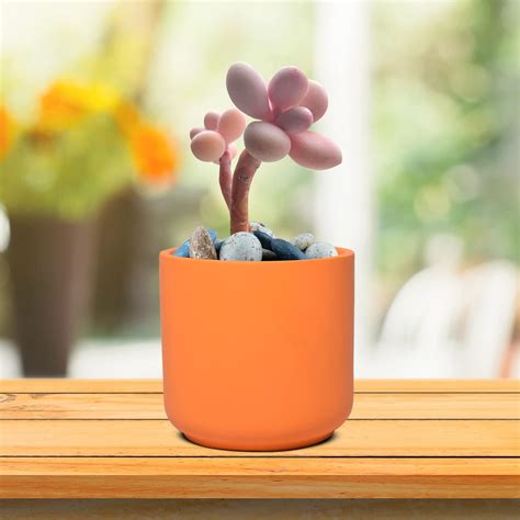 Lasaki Zeno Lily Ceramic Pots for Indoor Plants, Planters, Flower, Pots ...