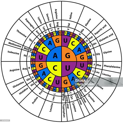 Rna Codon Sequence Chart Stock Illustration - Download Image Now ...