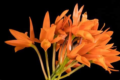 Guarianthe aurantiaca - Orange Cattleya, Orange Guarianthe ...