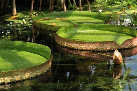Giant Amazon Water Lily