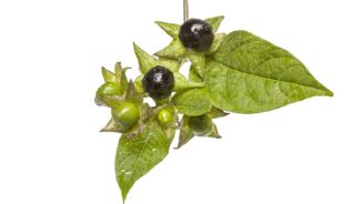 Rhue Plaster (Cool) - Ban Labs Pvt Ltd