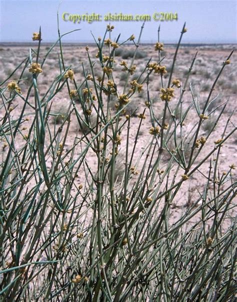 Image result for Electron Affinity SnO2