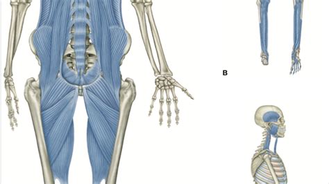 Image result for Anatomic Front Line