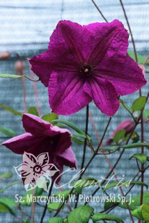 powojnik 'Kaaru' | Clematis vine, Showy flowers, Clematis