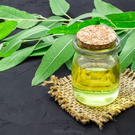 Eucalyptus Oil - Origen Fresh