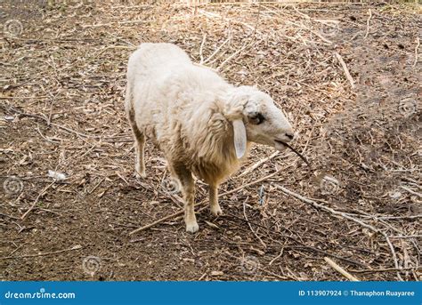 The Sheep is a Quadrupedal, Ruminant Mammals Stock Photo - Image of ...