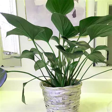 Homalomena Emerald Gem (Combo Pack of 2 plants) – Lalit Enterprise