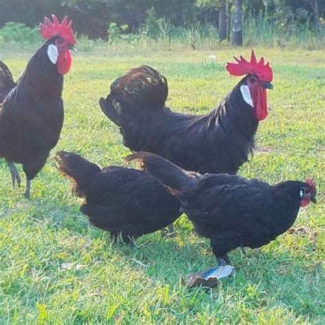 12 Meat Chicken Breeds Perfect For Your Small Homestead • The Rustic Elk