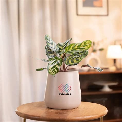 Peacock Plant - Indoor Care Guide | Vibrant Foliage – Giftech Global